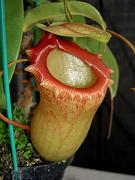 Nepenthes ventricosa x sibuyanensis 5